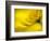 Mad About Yellow-Ursula Abresch-Framed Photographic Print