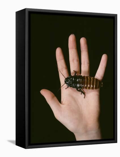 Madagascan Giant Hissing Cockroach-Volker Steger-Framed Premier Image Canvas