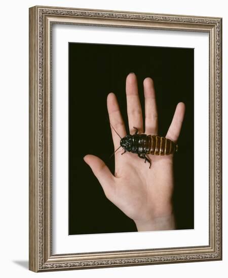 Madagascan Giant Hissing Cockroach-Volker Steger-Framed Photographic Print