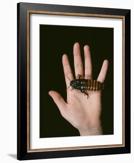 Madagascan Giant Hissing Cockroach-Volker Steger-Framed Photographic Print