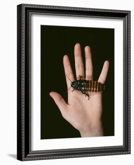 Madagascan Giant Hissing Cockroach-Volker Steger-Framed Photographic Print