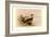 Madagascan Teal-Henrick Gronvold-Framed Art Print