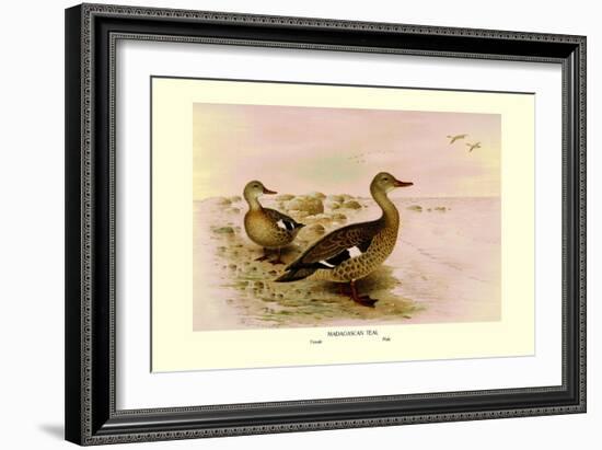 Madagascan Teal-Henrick Gronvold-Framed Art Print