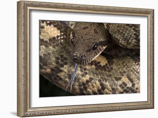 Madagascan Tree Boa (Sanzinia Madagascariensis), captive, Madagascar, Africa-Janette Hill-Framed Photographic Print