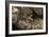 Madagascan Tree Boa (Sanzinia Madagascariensis), captive, Madagascar, Africa-Janette Hill-Framed Photographic Print