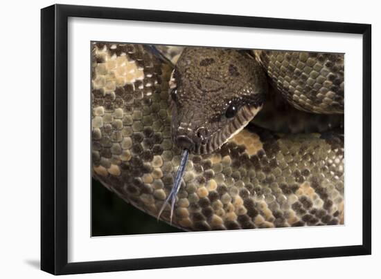 Madagascan Tree Boa (Sanzinia Madagascariensis), captive, Madagascar, Africa-Janette Hill-Framed Photographic Print