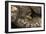 Madagascan Tree Boa (Sanzinia Madagascariensis), captive, Madagascar, Africa-Janette Hill-Framed Photographic Print