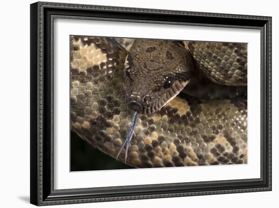 Madagascan Tree Boa (Sanzinia Madagascariensis), captive, Madagascar, Africa-Janette Hill-Framed Photographic Print