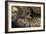 Madagascan Tree Boa (Sanzinia Madagascariensis), captive, Madagascar, Africa-Janette Hill-Framed Photographic Print