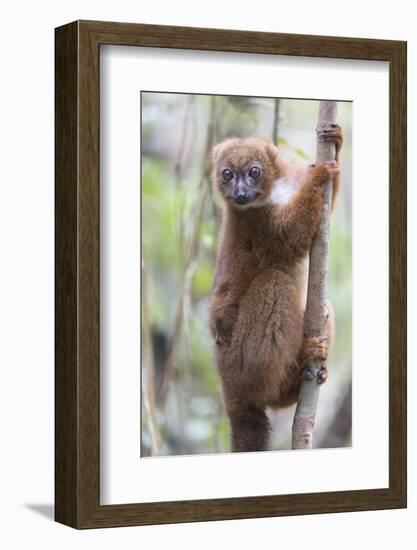 Madagascar, Akanin'ny Nofy Reserve. Female red-bellied lemur clinging to a tree with baby-Ellen Goff-Framed Photographic Print