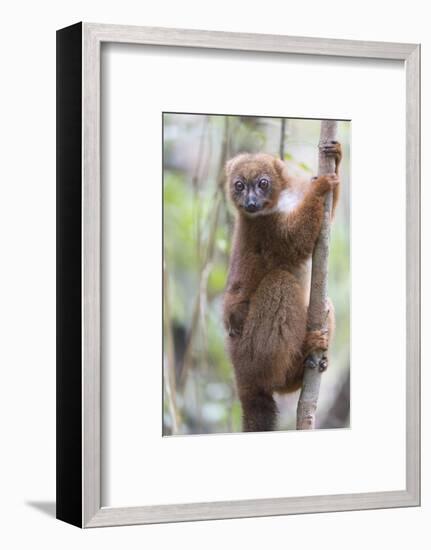 Madagascar, Akanin'ny Nofy Reserve. Female red-bellied lemur clinging to a tree with baby-Ellen Goff-Framed Photographic Print