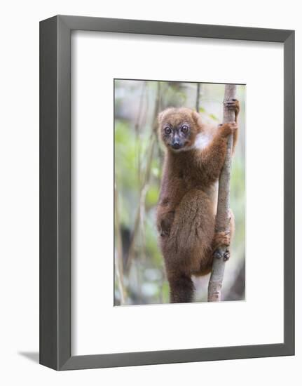 Madagascar, Akanin'ny Nofy Reserve. Female red-bellied lemur clinging to a tree with baby-Ellen Goff-Framed Photographic Print