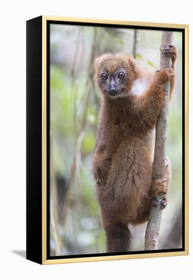 Madagascar, Akanin'ny Nofy Reserve. Female red-bellied lemur clinging to a tree with baby-Ellen Goff-Framed Premier Image Canvas