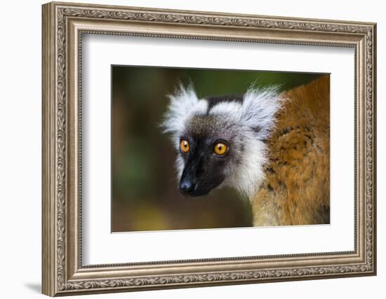 Madagascar, Akanin'ny Nofy Reserve. Portrait of a female black lemur.-Ellen Goff-Framed Photographic Print