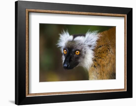 Madagascar, Akanin'ny Nofy Reserve. Portrait of a female black lemur.-Ellen Goff-Framed Photographic Print