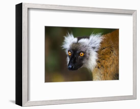Madagascar, Akanin'ny Nofy Reserve. Portrait of a female black lemur.-Ellen Goff-Framed Photographic Print