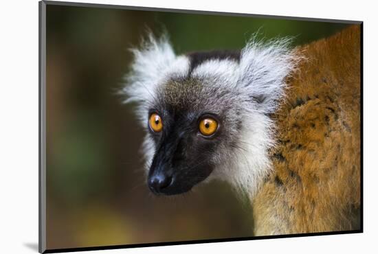 Madagascar, Akanin'ny Nofy Reserve. Portrait of a female black lemur.-Ellen Goff-Mounted Photographic Print