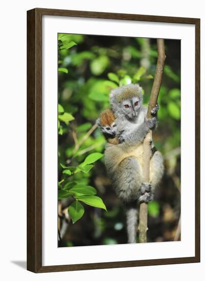 Madagascar, Andasibe, Mother and baby Golden Bamboo Lemur.-Anthony Asael-Framed Photographic Print