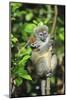 Madagascar, Andasibe, Mother and baby Golden Bamboo Lemur.-Anthony Asael-Mounted Photographic Print