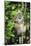 Madagascar, Andasibe, Mother and baby Golden Bamboo Lemur.-Anthony Asael-Mounted Photographic Print