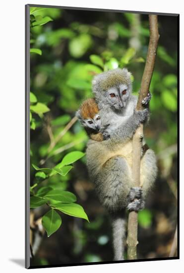 Madagascar, Andasibe, Mother and baby Golden Bamboo Lemur.-Anthony Asael-Mounted Photographic Print