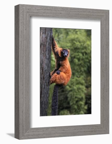 Madagascar. Close-up of red-ruffed lemur on tree.-Jaynes Gallery-Framed Photographic Print