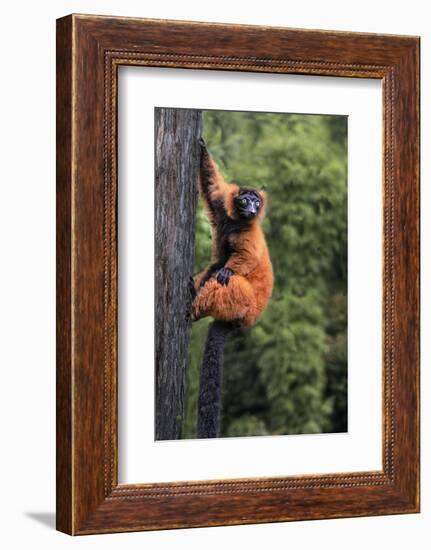 Madagascar. Close-up of red-ruffed lemur on tree.-Jaynes Gallery-Framed Photographic Print