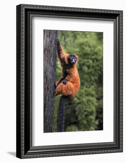 Madagascar. Close-up of red-ruffed lemur on tree.-Jaynes Gallery-Framed Photographic Print