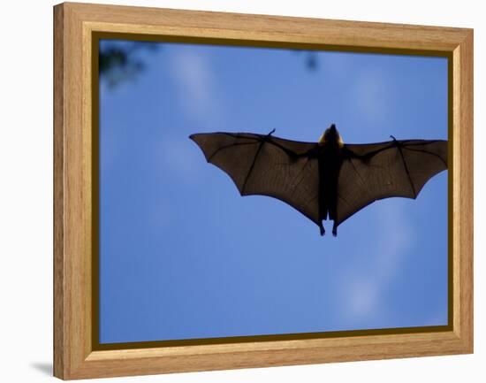 Madagascar Flying Fox Fruit Bat in Flight, Berenty Private Reserve, South Madagascar-Inaki Relanzon-Framed Premier Image Canvas