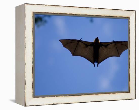 Madagascar Flying Fox Fruit Bat in Flight, Berenty Private Reserve, South Madagascar-Inaki Relanzon-Framed Premier Image Canvas