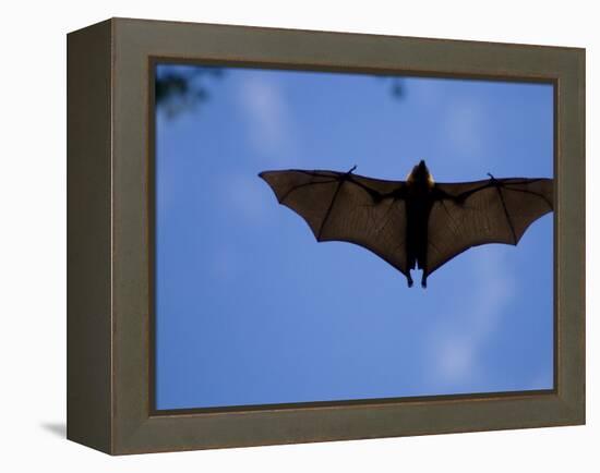 Madagascar Flying Fox Fruit Bat in Flight, Berenty Private Reserve, South Madagascar-Inaki Relanzon-Framed Premier Image Canvas