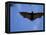 Madagascar Flying Fox Fruit Bat in Flight, Berenty Private Reserve, South Madagascar-Inaki Relanzon-Framed Premier Image Canvas