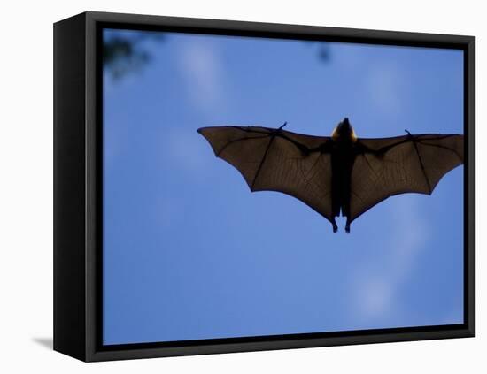 Madagascar Flying Fox Fruit Bat in Flight, Berenty Private Reserve, South Madagascar-Inaki Relanzon-Framed Premier Image Canvas