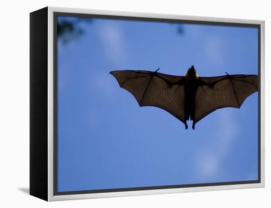 Madagascar Flying Fox Fruit Bat in Flight, Berenty Private Reserve, South Madagascar-Inaki Relanzon-Framed Premier Image Canvas