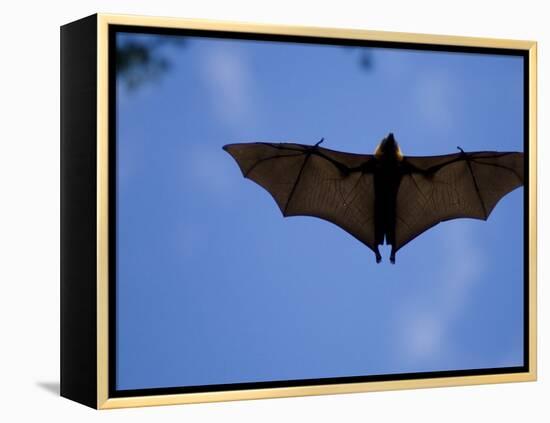 Madagascar Flying Fox Fruit Bat in Flight, Berenty Private Reserve, South Madagascar-Inaki Relanzon-Framed Premier Image Canvas