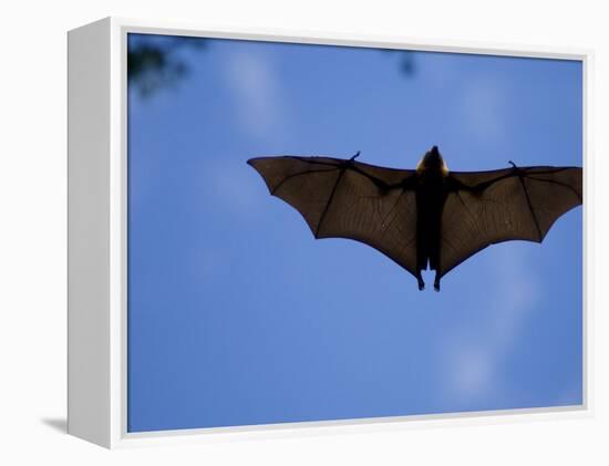 Madagascar Flying Fox Fruit Bat in Flight, Berenty Private Reserve, South Madagascar-Inaki Relanzon-Framed Premier Image Canvas