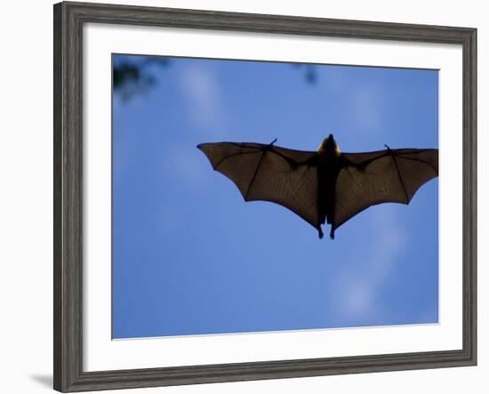 Madagascar Flying Fox Fruit Bat in Flight, Berenty Private Reserve, South Madagascar-Inaki Relanzon-Framed Photographic Print