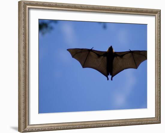 Madagascar Flying Fox Fruit Bat in Flight, Berenty Private Reserve, South Madagascar-Inaki Relanzon-Framed Photographic Print