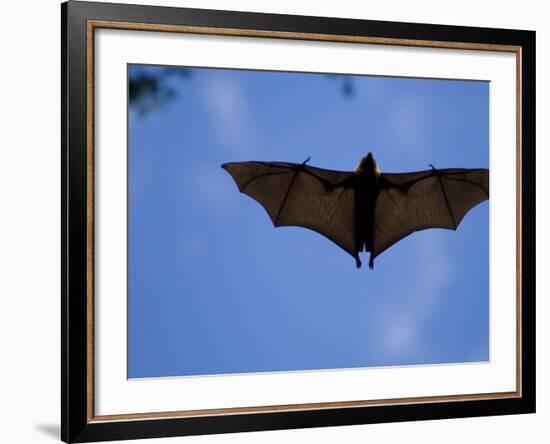 Madagascar Flying Fox Fruit Bat in Flight, Berenty Private Reserve, South Madagascar-Inaki Relanzon-Framed Photographic Print