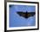 Madagascar Flying Fox Fruit Bat in Flight, Berenty Private Reserve, South Madagascar-Inaki Relanzon-Framed Photographic Print