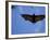 Madagascar Flying Fox Fruit Bat in Flight, Berenty Private Reserve, South Madagascar-Inaki Relanzon-Framed Photographic Print