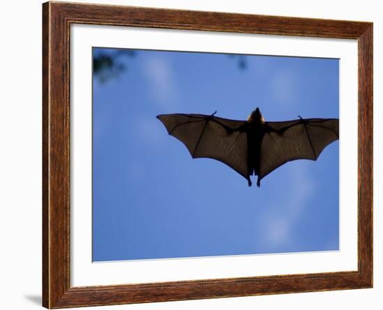 Madagascar Flying Fox Fruit Bat in Flight, Berenty Private Reserve, South Madagascar-Inaki Relanzon-Framed Photographic Print