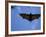 Madagascar Flying Fox Fruit Bat in Flight, Berenty Private Reserve, South Madagascar-Inaki Relanzon-Framed Photographic Print