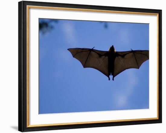 Madagascar Flying Fox Fruit Bat in Flight, Berenty Private Reserve, South Madagascar-Inaki Relanzon-Framed Photographic Print