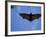 Madagascar Flying Fox Fruit Bat in Flight, Berenty Private Reserve, South Madagascar-Inaki Relanzon-Framed Photographic Print