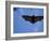 Madagascar Flying Fox Fruit Bat in Flight, Berenty Private Reserve, South Madagascar-Inaki Relanzon-Framed Photographic Print