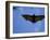 Madagascar Flying Fox Fruit Bat in Flight, Berenty Private Reserve, South Madagascar-Inaki Relanzon-Framed Photographic Print