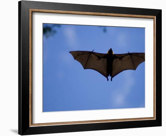 Madagascar Flying Fox Fruit Bat in Flight, Berenty Private Reserve, South Madagascar-Inaki Relanzon-Framed Photographic Print