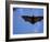 Madagascar Flying Fox Fruit Bat in Flight, Berenty Private Reserve, South Madagascar-Inaki Relanzon-Framed Photographic Print