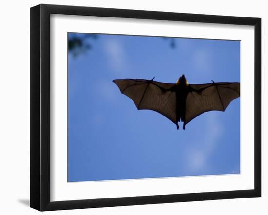 Madagascar Flying Fox Fruit Bat in Flight, Berenty Private Reserve, South Madagascar-Inaki Relanzon-Framed Photographic Print